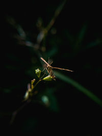 Close-up of insect on leaf