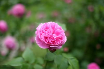 Close-up of pink rose blooming outdoors