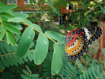 Close-up of butterfly on leaf