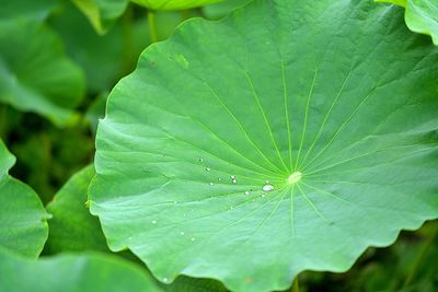 Close-up of raindrops on leaves