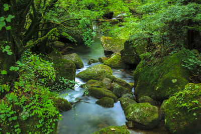 Stream flowing through rocks in forest