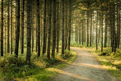 Pine trees in forest