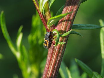 Close-up of insect on plant