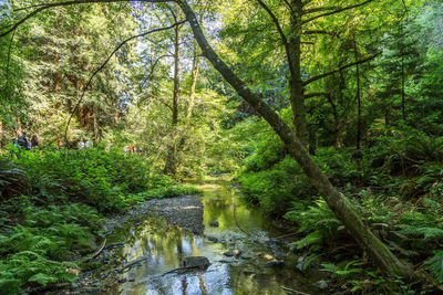 Stream amidst trees in forest