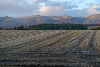 Scenic view of agricultural field against sky