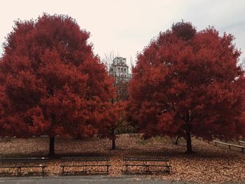 Red trees against sky