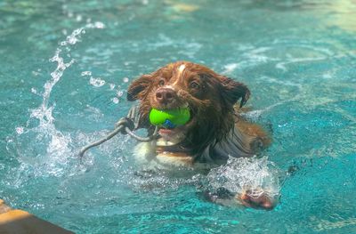 Dog swimming in a pool