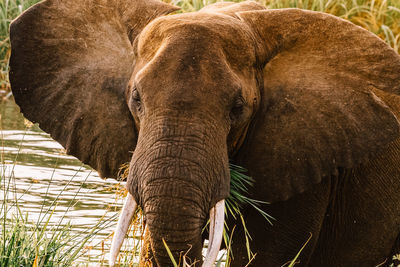 Close-up of elephant