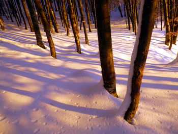 Trees on snow covered landscape