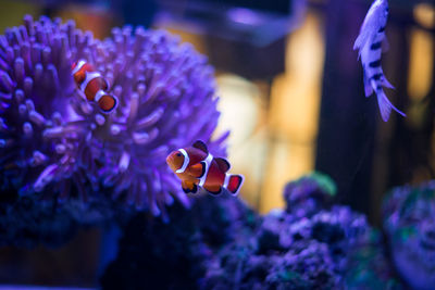 Close-up of fish in sea