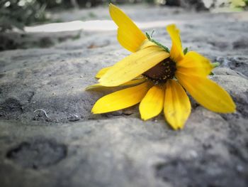 Close-up of yellow flower