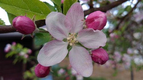 Close-up of pink cherry blossoms in spring