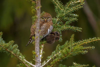 Pygmy owl with prey