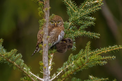 Bird perching on a branch