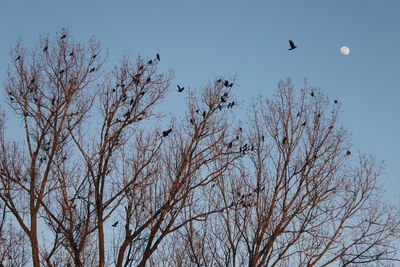 Low angle view of silhouette birds flying against sky