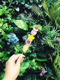 Midsection of person holding small flower on plant