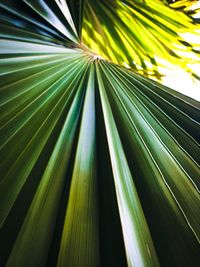 Full frame shot of green leaves