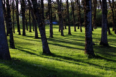 Trees on grass