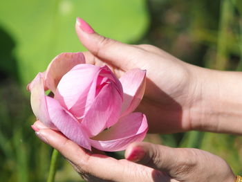 Cropped hands of woman holding lotus