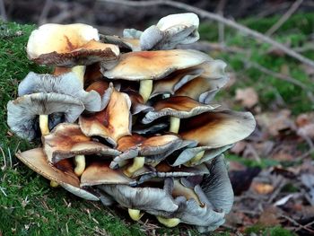 Close-up of mushrooms growing on field