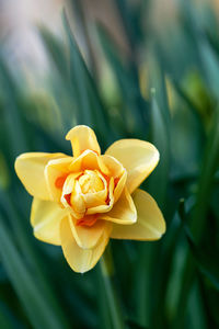 Amazing narcissus 'tahiti' a double hybrid daffodil in yellow and orange with beautiful bokeh. 