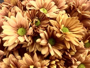Full frame shot of sunflower blooming outdoors