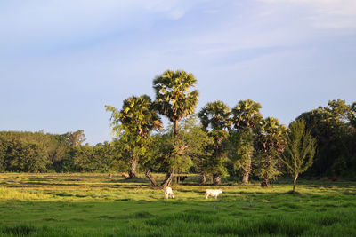 Trees in a field