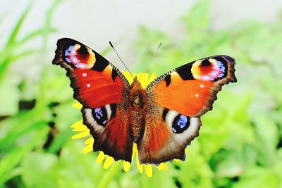 Close-up of butterfly pollinating flower