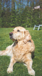 High angle view of golden retriever on field