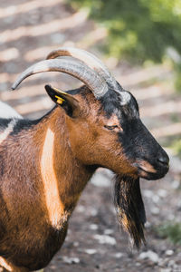 Close-up of goat