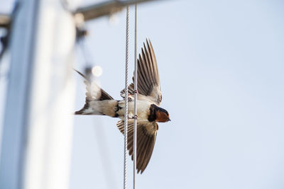 Low angle view of bird flying against clear sky
