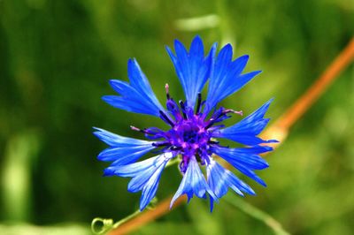 Close-up of purple flowers blooming