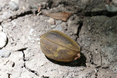 High angle view of crab on rock