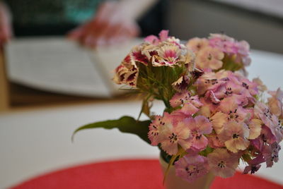 Close-up of pink flowers