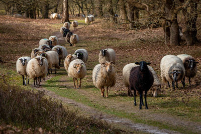 Herd of drentse heather sheep in the forest of the national forest and esdorp landscape of dwingeloo