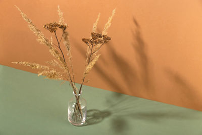 Close-up of dry flowers in vase on neutral beige background