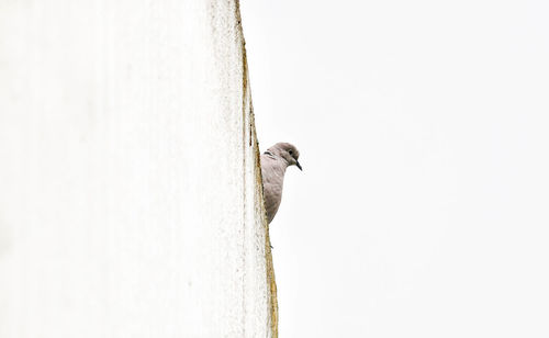 Close-up of bird perching on wall against clear sky