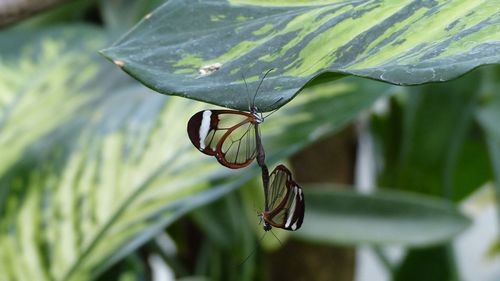 Close-up of insect on leaf