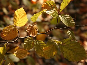 Close-up of autumnal leaves