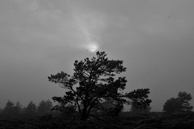 Low angle view of tree against sky at night