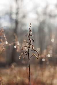 Close-up of plant against blurred background