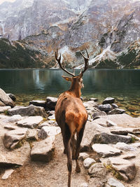 Deer on rock by lake