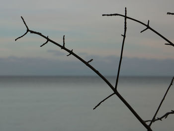 Close-up of plant against sky