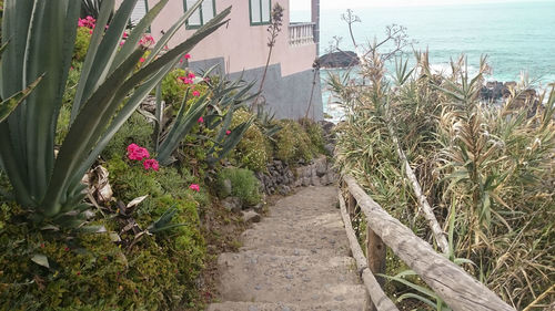 Narrow pathway along plants