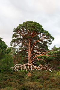 Low angle view of trees on field against sky