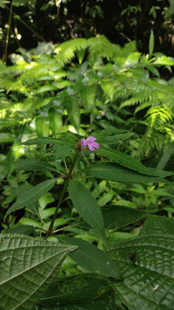 plant, green, leaf, plant part, growth, beauty in nature, nature, flower, flowering plant, freshness, day, close-up, no people, outdoors, animal wildlife, fragility, insect, wildlife, one animal, wildflower, animal, animal themes, high angle view, botany, produce, focus on foreground