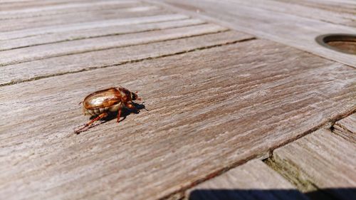 Beetle on wooden table