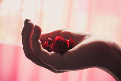 Cropped image of woman holding rose