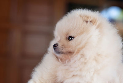 Close-up of a dog looking away