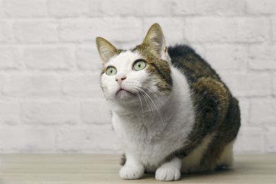 Portrait of cat sitting on wall